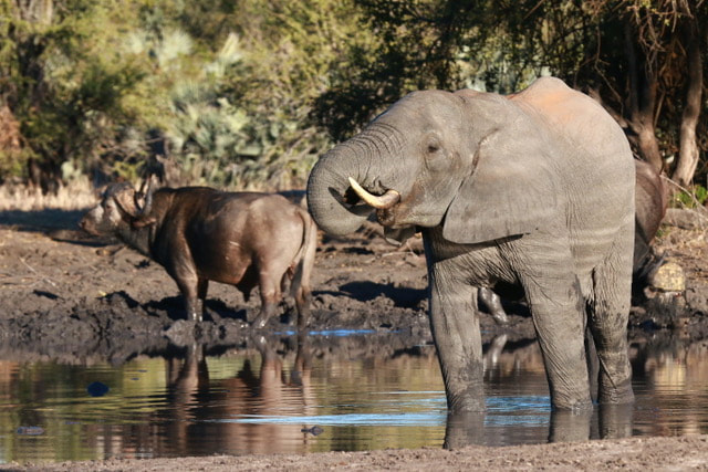 Elephant & Buffalo in Gonarezhou National Park - Image Credits: Gary De Jong